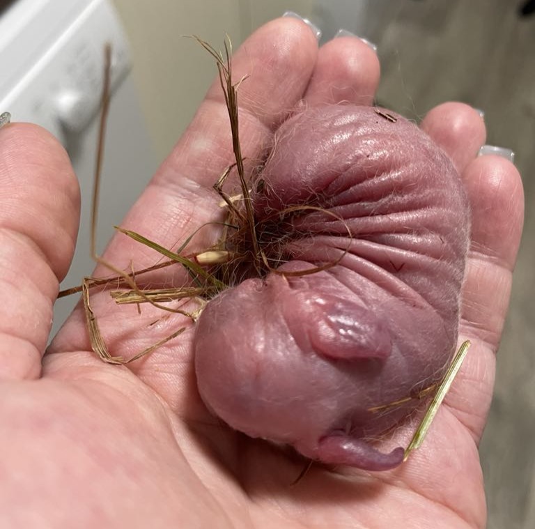 This is me holding a newborn rabbit my pet rabbit just gave birth to in my kitchen! What to do if your rabbit gives birth