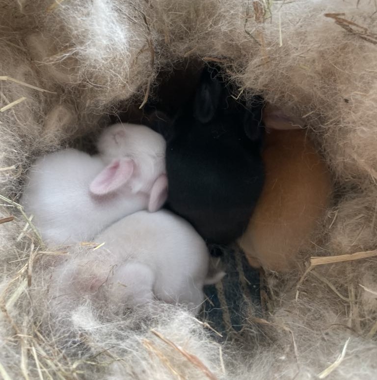 Baby rabbits sleeping in a nest with hay and fur