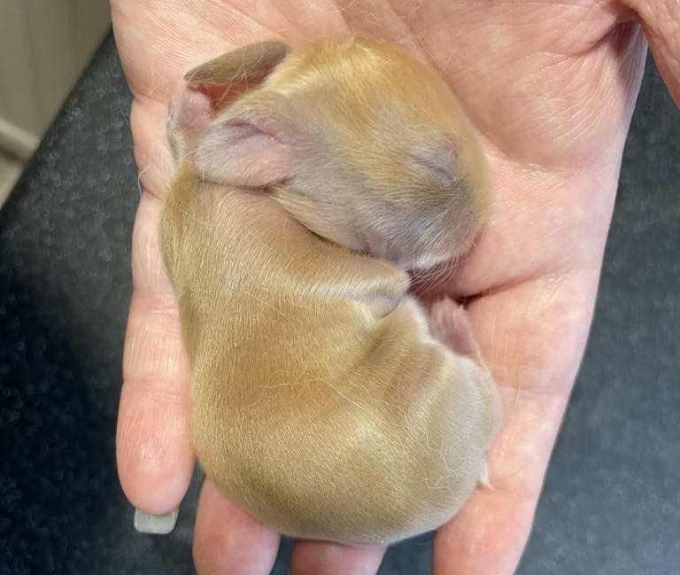 Ginger baby rabbit sleeping on my hand