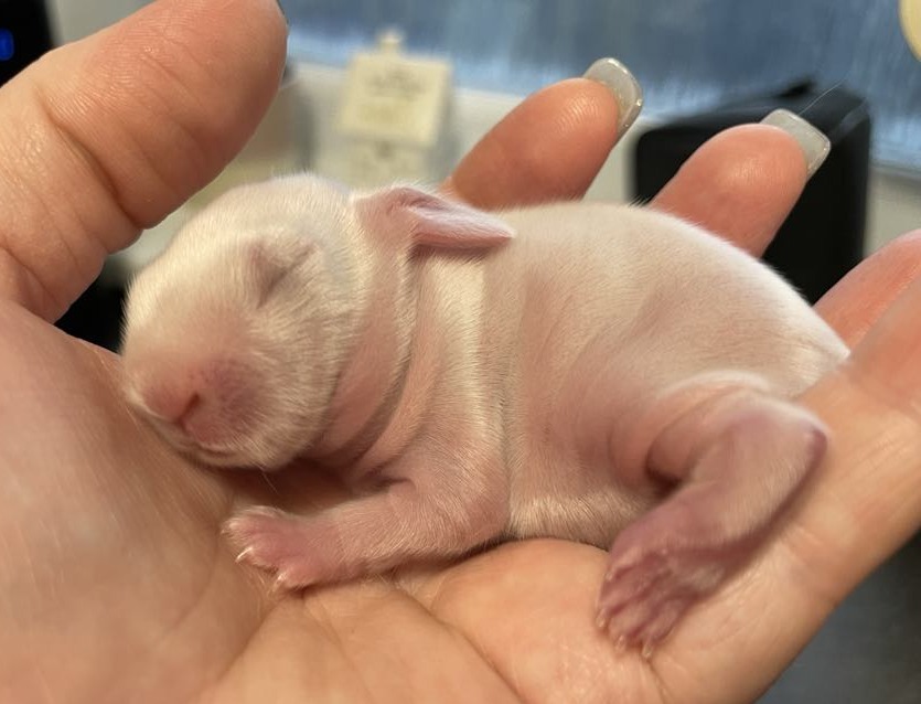 Cute baby rabbit asleep in my hand